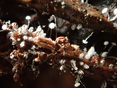 Antinoa pulchella