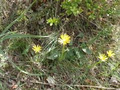 Senecio provincialis