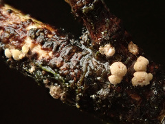 Pezicula eucrita