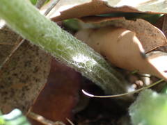 Senecio provincialis