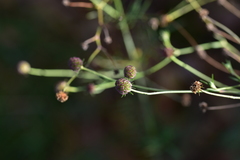 Scabiosa triandra