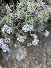 Crassula pruinosa
