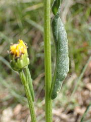 Senecio provincialis