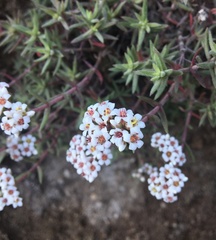 Crassula pruinosa