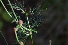 Scabiosa triandra