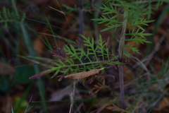 Scabiosa triandra