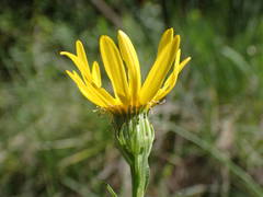 Senecio provincialis