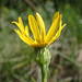 Senecio provincialis - Photo (c) Sylvain Piry, some rights reserved (CC BY-NC), uploaded by Sylvain Piry