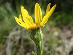 Senecio provincialis