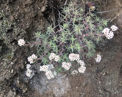 Crassula pruinosa
