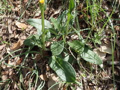 Senecio provincialis
