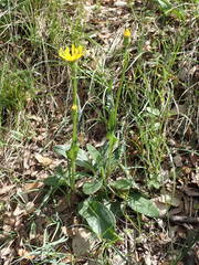 Senecio provincialis