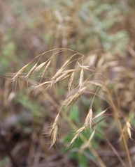 Bromus