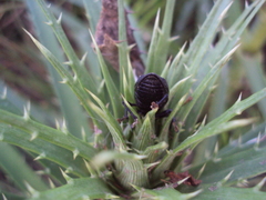 Heilipodus scabripennis