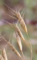 Bromus