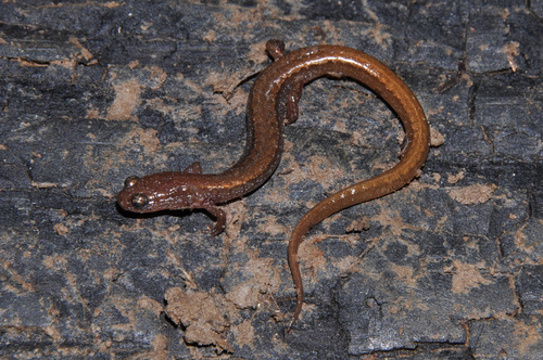 Western Dwarf Salamander