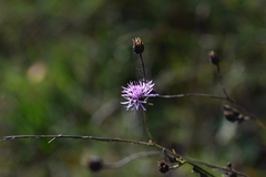 Centaurea glaberrima