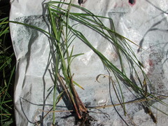 Carex melanostachya