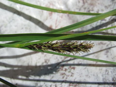 Carex melanostachya