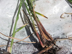 Carex melanostachya