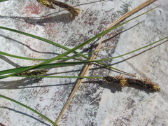 Carex melanostachya