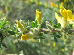 Chamaecytisus triflorus