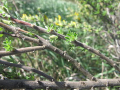 Chamaecytisus triflorus