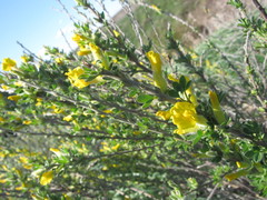 Chamaecytisus triflorus