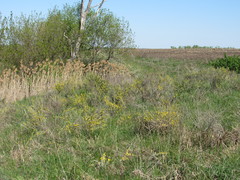 Chamaecytisus triflorus