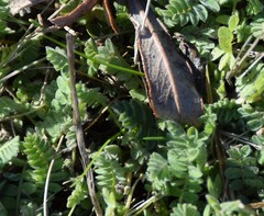 Ornithopus perpusillus