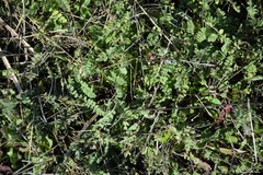 Ornithopus perpusillus