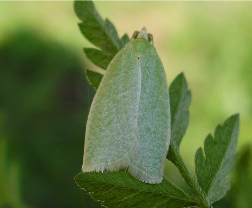 Green Oak Tortrix