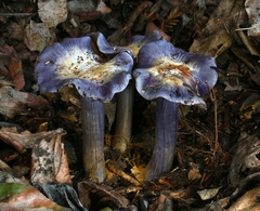 Glaucopodes