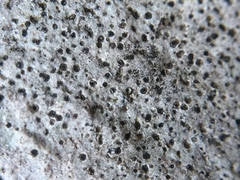 Bagliettoa baldensis