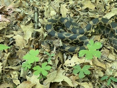 Pantherophis vulpinus