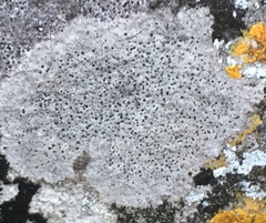 Bagliettoa baldensis