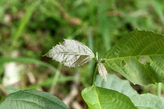 Mallotus claoxyloides