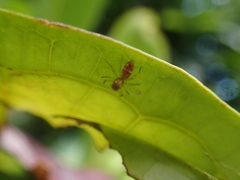 Cosmophasis bitaeniata