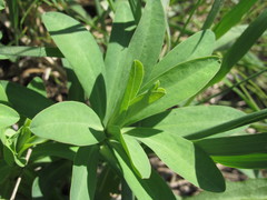 Euphorbia stepposa