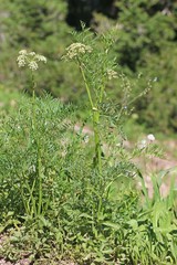 Ligusticum filicinum