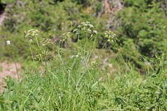 Ligusticum filicinum
