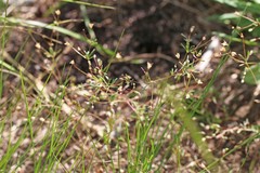 Linanthus harknessii