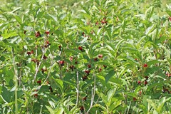 Lonicera involucrata involucrata
