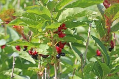 Lonicera involucrata involucrata