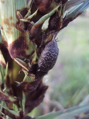 Heilipodus scabripennis