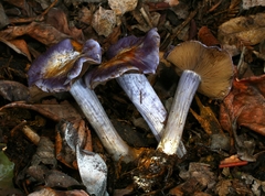 Glaucopodes