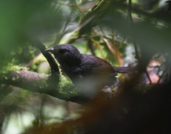 Scytalopus chocoensis
