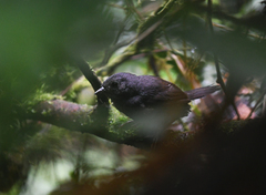 Scytalopus chocoensis