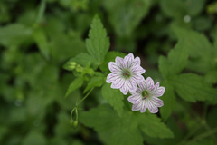 Geranium versicolor