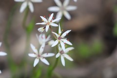 Burchardia multiflora
